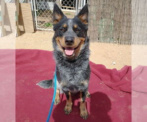 Australian Cattle Dog Dogs for adoption in Apple Valley, CA, USA