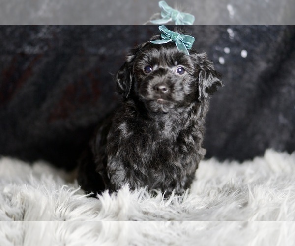Medium Photo #69 YorkiePoo Puppy For Sale in WARSAW, IN, USA