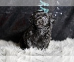Small #1 YorkiePoo