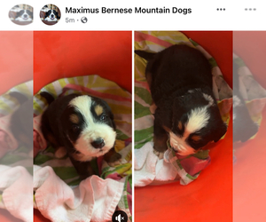 Bernese Mountain Dog Puppy for Sale in SOUTHWORTH, Washington USA