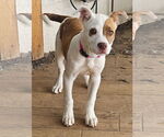 Small #3 Mutt
