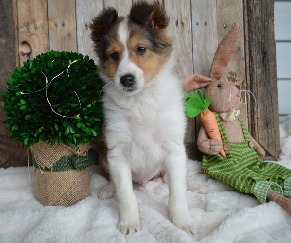 Medium Photo #2 Shetland Sheepdog Puppy For Sale in HONEY BROOK, PA, USA