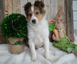 Small Photo #2 Shetland Sheepdog Puppy For Sale in HONEY BROOK, PA, USA
