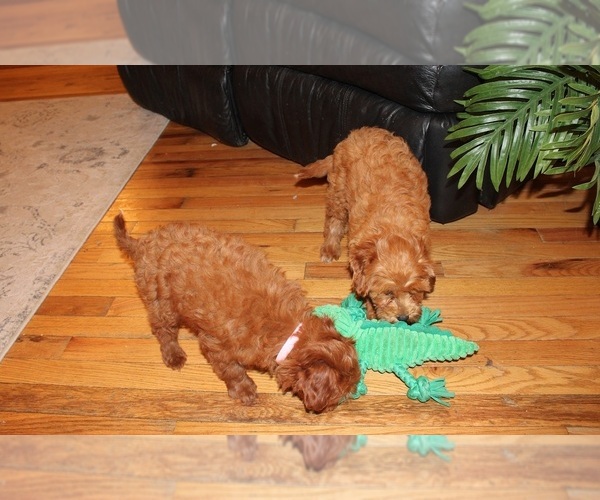 Medium Photo #10 Cavapoo (Miniature) Puppy For Sale in CLARKRANGE, TN, USA