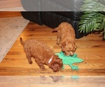 Small #9 Cavapoo (Miniature)