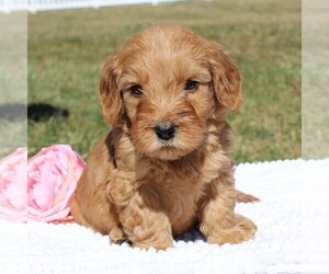 Goldendoodle-Poodle (Miniature) Mix Puppy for sale in EPHRATA, PA, USA