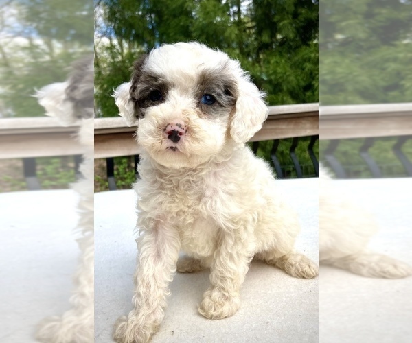 Medium Photo #6 Sheepadoodle Puppy For Sale in CHATHAM, PA, USA