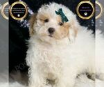 Puppy Frizzy AKC Poodle (Miniature)