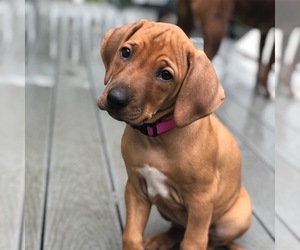 Rhodesian Ridgeback Puppy for sale in KEENE, NH, USA