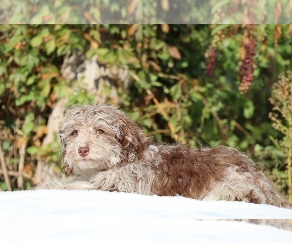 Medium Photo #34 ShihPoo Puppy For Sale in DYERSBURG, TN, USA