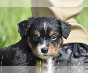 Miniature American Shepherd Puppy for sale in PALM COAST, FL, USA