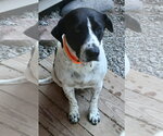 Small #2 Beagle-Pointer Mix