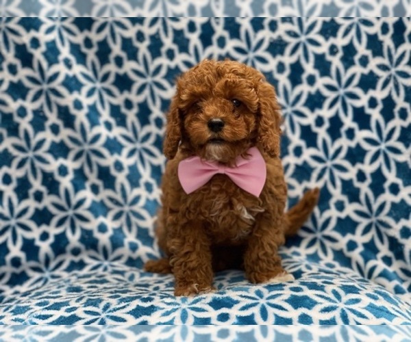 Medium Photo #2 Cavapoo-Poodle (Toy) Mix Puppy For Sale in LAKELAND, FL, USA