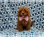 Small Photo #2 Cavapoo-Poodle (Toy) Mix Puppy For Sale in LAKELAND, FL, USA