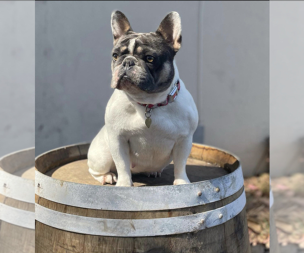 Medium Photo #6 French Bulldog Puppy For Sale in OJAI, CA, USA