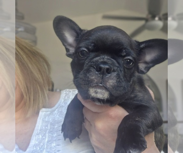 Medium Photo #3 Boston Terrier Puppy For Sale in FT MYERS, FL, USA