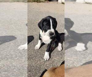 Puppy for sale in LAKELAND, FL, USA