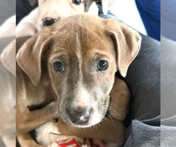 Medium Photo #3 Labrador Retriever-Unknown Mix Puppy For Sale in GILBERTS, IL, USA