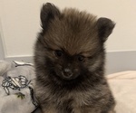 Small Photo #2 Pomeranian Puppy For Sale in SNOHOMISH, WA, USA