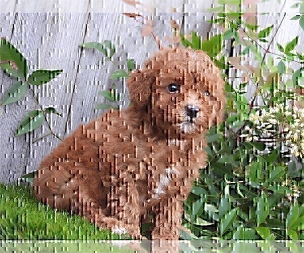 Medium Photo #19 Maltipoo Puppy For Sale in MIAMI BEACH, FL, USA