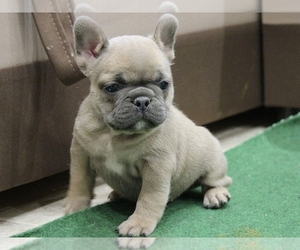 French Bulldog Puppy for sale in BOSTON, MA, USA