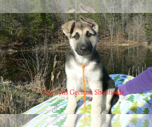 Medium Photo #5 German Shepherd Dog Puppy For Sale in PIEDMONT, MO, USA