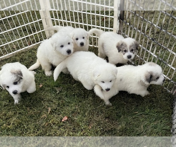 Medium Photo #1 Great Pyrenees Puppy For Sale in CLEVELAND, NC, USA