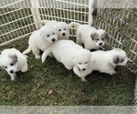 Small Great Pyrenees