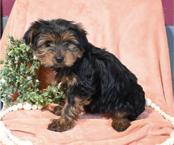 Medium Photo #2 Morkie Puppy For Sale in BALTIC, OH, USA