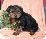 Small Photo #2 Morkie Puppy For Sale in BALTIC, OH, USA