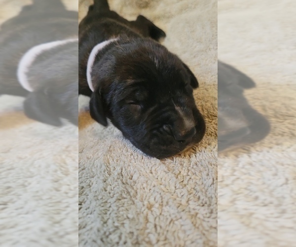 Medium Photo #4 Daniff-Neapolitan Mastiff Mix Puppy For Sale in MONTEVIEW, ID, USA