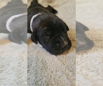 Small #3 Daniff-Neapolitan Mastiff Mix