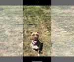 Small #9 Bullboxer Pit