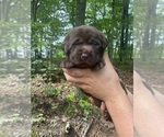 Small Photo #1 Labrador Retriever Puppy For Sale in GLADSTONE, VA, USA