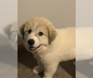 Great Pyrenees Puppy for sale in MOUNT PLEASANT, MI, USA