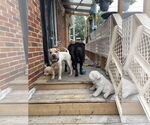 Small #3 Chinese Shar-Pei