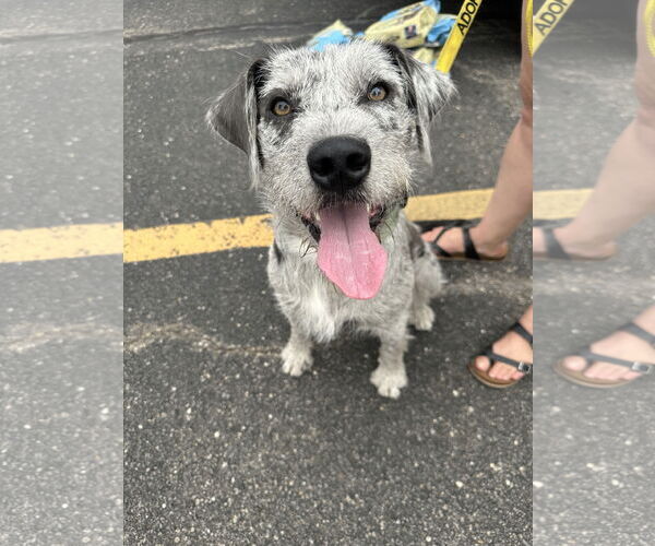 Medium Photo #2 Aussiedoodle Puppy For Sale in Germantown, OH, USA