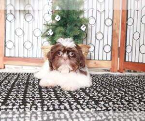 Shih Tzu Puppy for sale in NAPLES, FL, USA