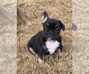 French Bulldog Puppy for Sale in FORT WORTH, Texas USA