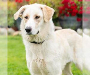 Labrador Retriever-Unknown Mix Dogs for adoption in Camarillo, CA, USA