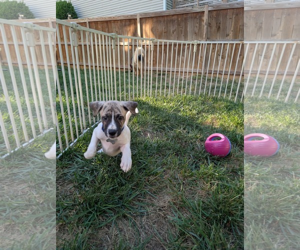 Medium Photo #5 Labrador Retriever-Unknown Mix Puppy For Sale in Holly Springs, NC, USA