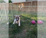 Small #4 Labrador Retriever Mix