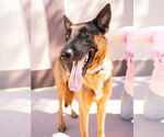 Small Photo #18 German Shepherd Dog-Unknown Mix Puppy For Sale in Lake Forest, CA, USA