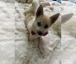 Small Photo #154 Pomsky Puppy For Sale in LOVELAND, CO, USA