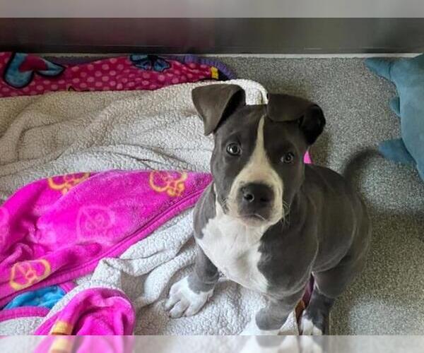 Medium Photo #1 Mutt Puppy For Sale in Orange, CA, USA