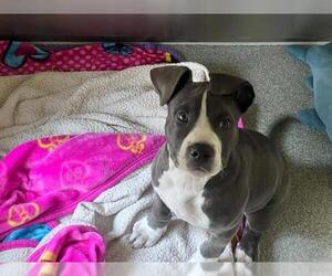 Mutt Dogs for adoption in Orange, CA, USA