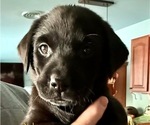 Puppy Puppy 6 Yellow Labrador Retriever