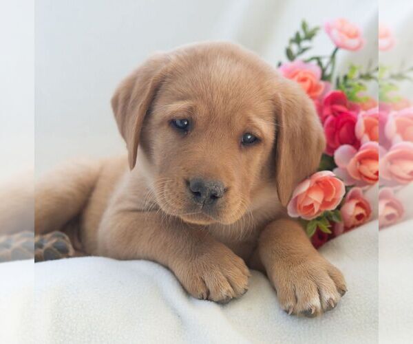 Medium Photo #1 Labrador Retriever Puppy For Sale in GREEN PARK, PA, USA