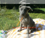 Small #3 German Shepherd Dog