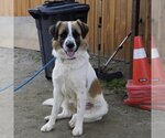 Small Photo #7 Saint Bernard-Unknown Mix Puppy For Sale in San Diego, CA, USA
